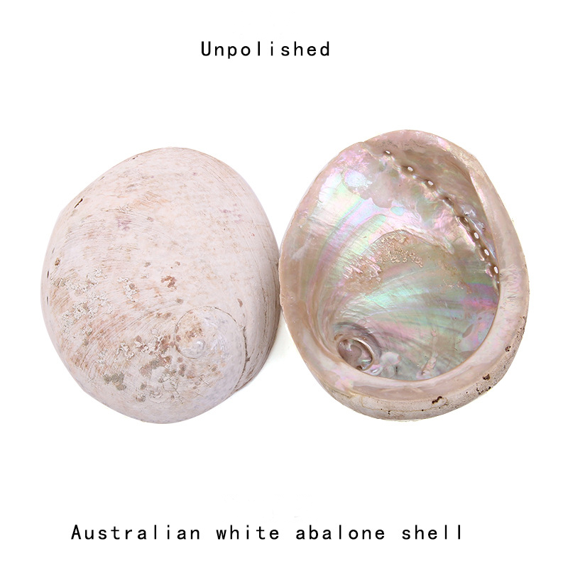 Concha de abulón Natural de Nu - Jewelry Making New Zealand reseña y precio